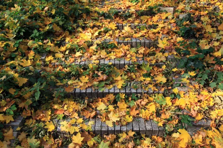 ne pas laisser les feuilles mortes sur l'allée de jardin