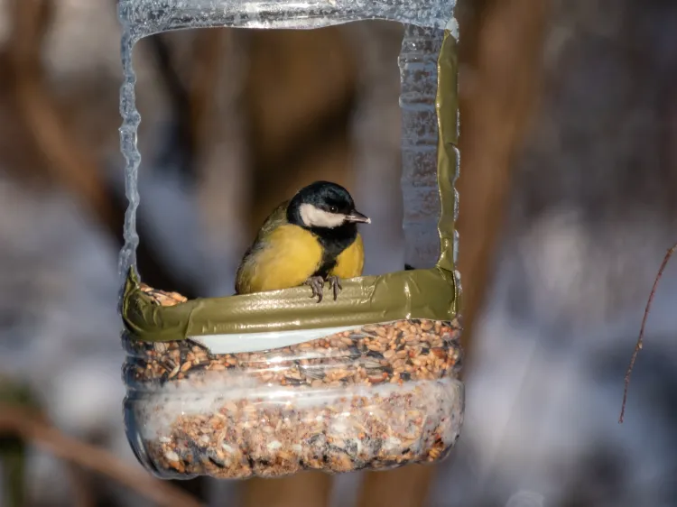 nourrir les oiseaux en hiver