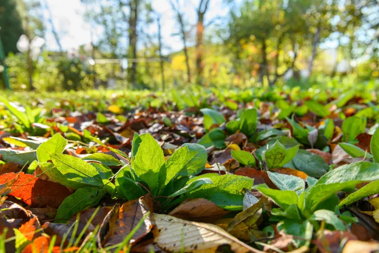 paillis de feuilles mortes en automne