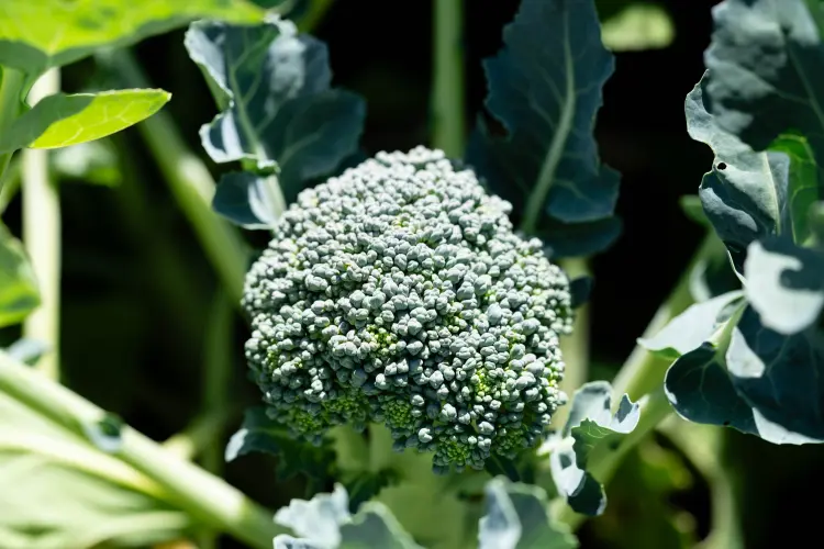 peut on planter des brocolis en fin d'août 