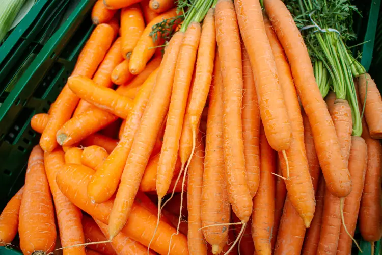 peut on planter des carottes en août septembre 