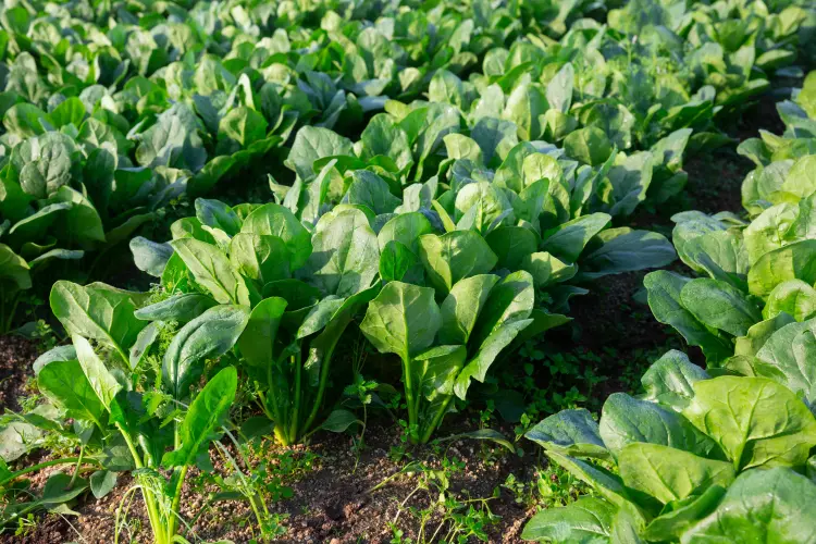 peut on planter les épinards en août septembre 