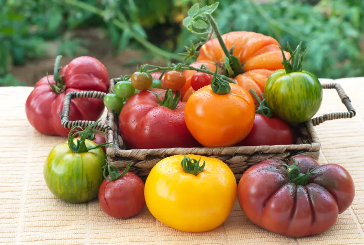 peut on prolonger sa récolte de tomates jusqu'en septembre et comment