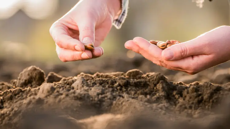 peut on semer des haricots en août 