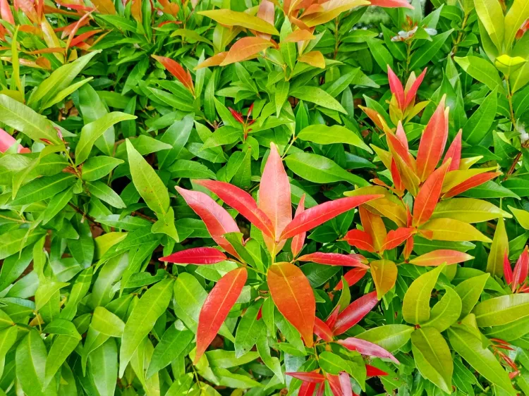 photinia avec des feuilles vertes et rouges