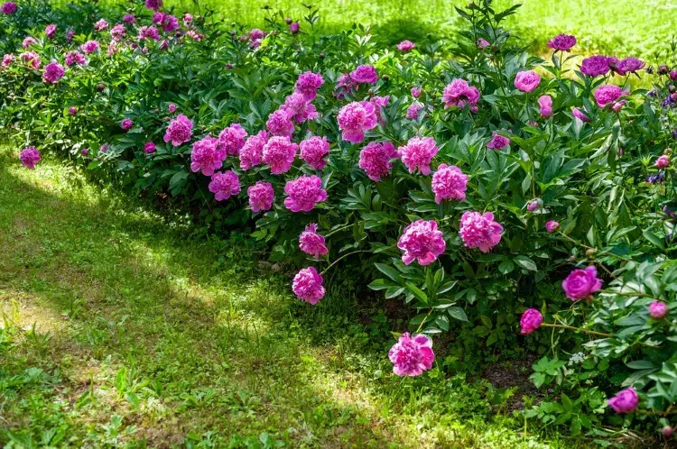 pivoines arbustives avec des fleurs roses