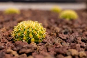 planter des cactus en pleine terre