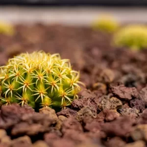 planter des cactus en pleine terre