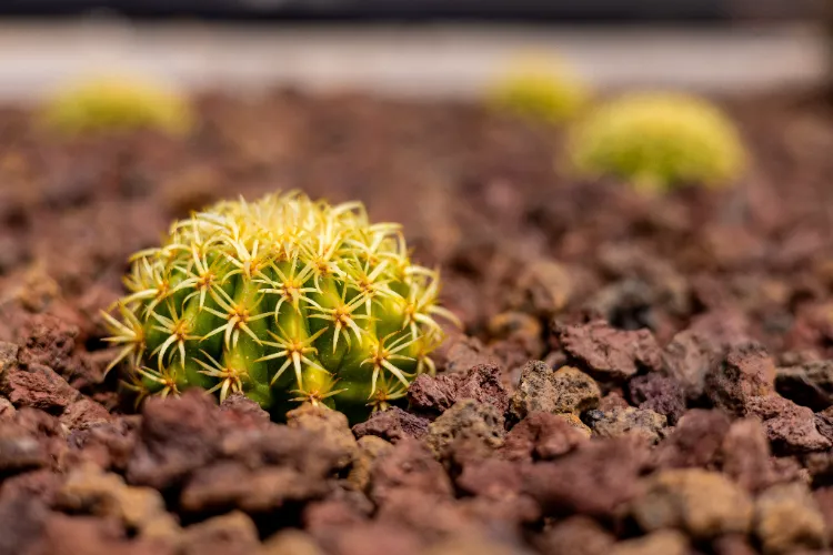 planter des cactus en pleine terre