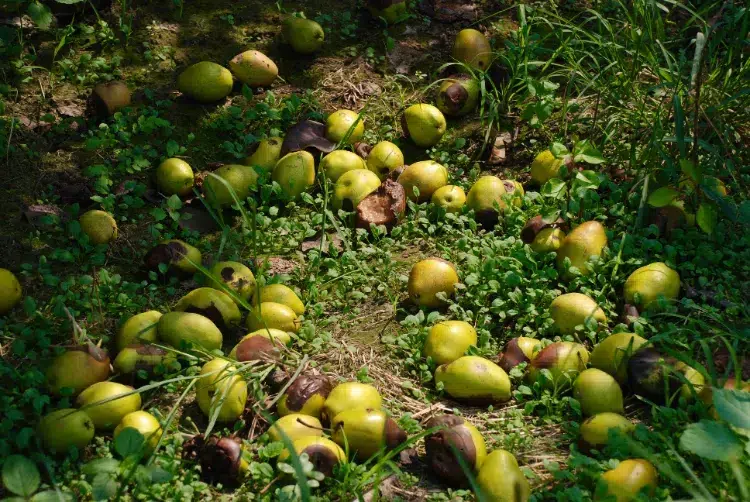 poires qui tombent de l'arbre