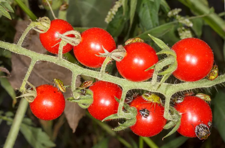 pourquoi j'ai des punaises sur mes tomates