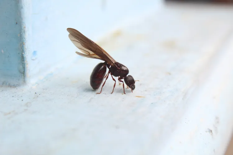 pourquoi les fourmis volantes entrent dans les maisons