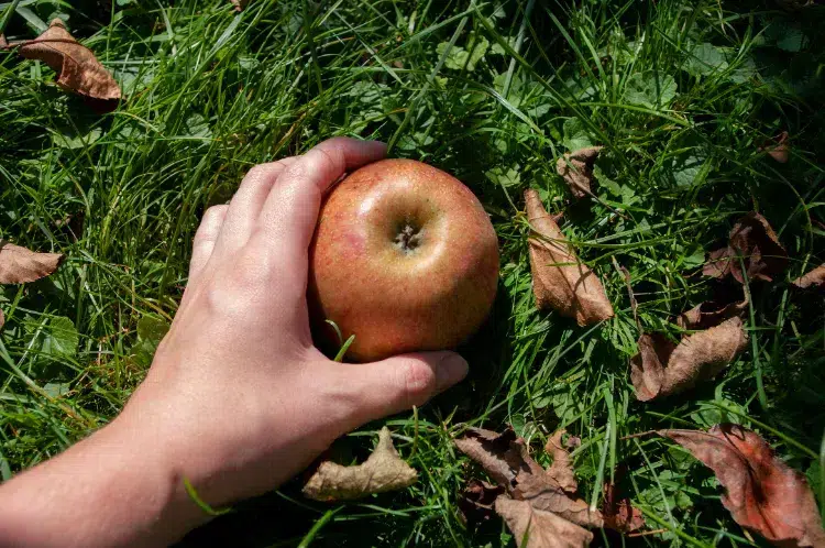 puis je manger des fruits tombés par terre