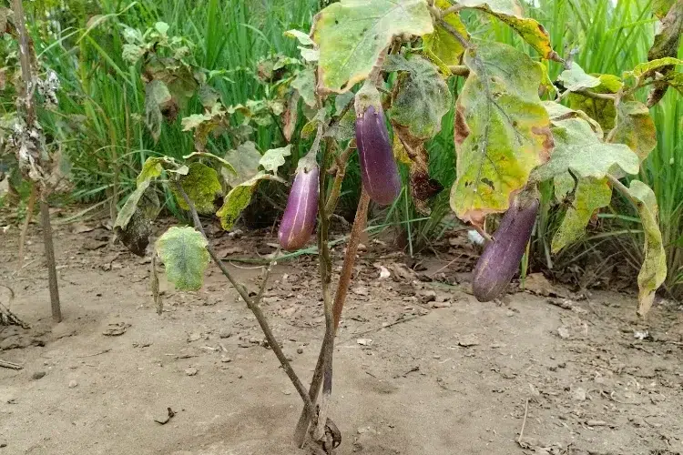 punaises vertes sur aubergines 2024