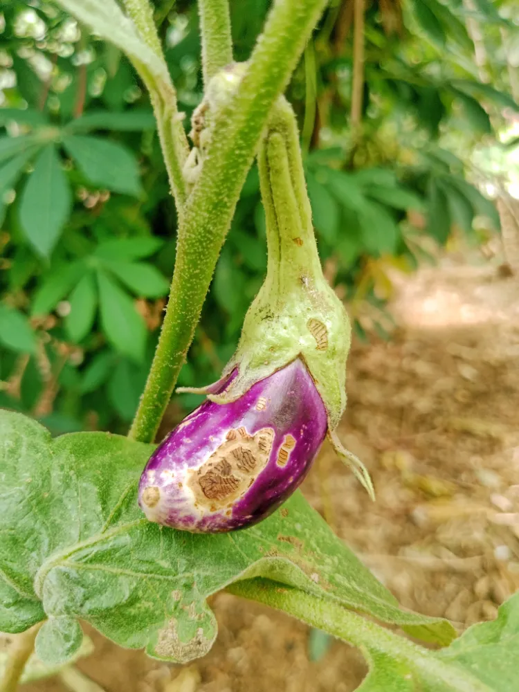 punaises vertes sur les aubergines