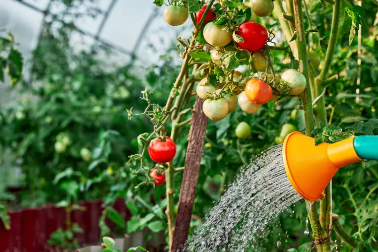 quand arroser les tomates en automne 