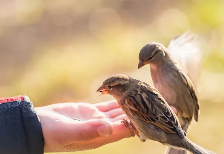 quand commencer à nourrir les oiseaux