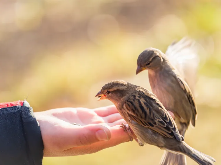 quand commencer à nourrir les oiseaux