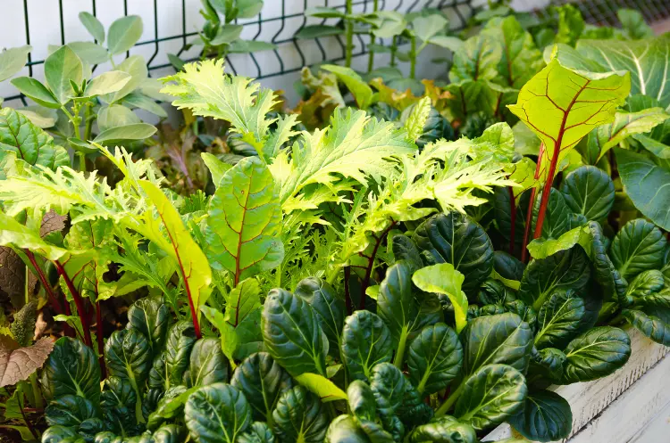 quand planter les salades d'hiver au potager 