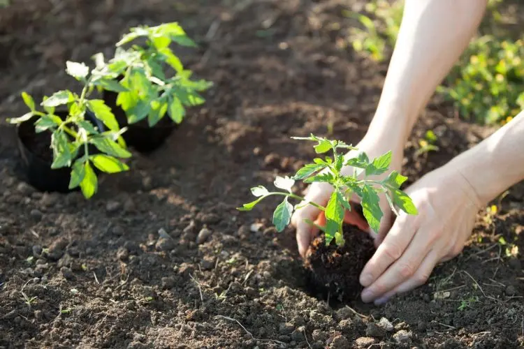 quand planter ses semis de tomates pour augmenter sa récolte 