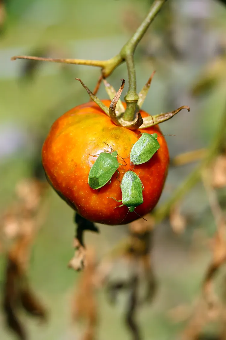 que font les punaises sur les tomates