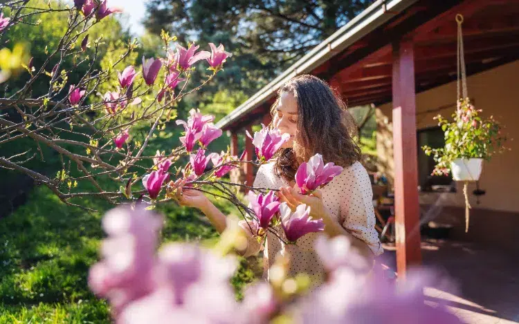 que planter au pied d'un magnolia