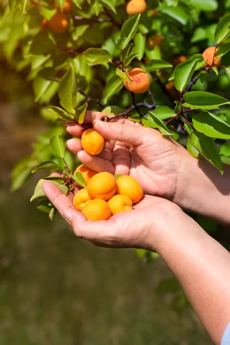 quel arbre fruitier tailler en septembre