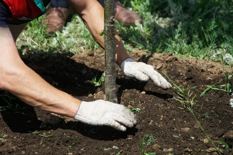 quel arbre planter en août