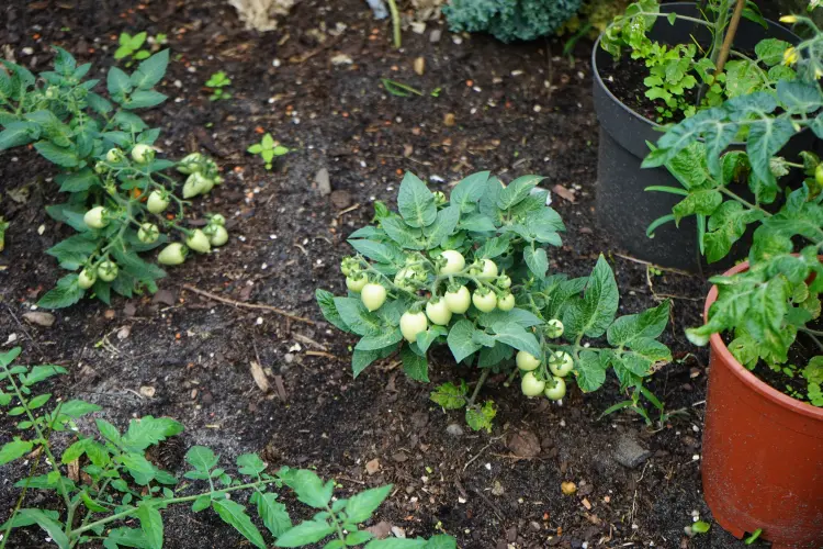 quelle variété de tomates pour une longue récolte 