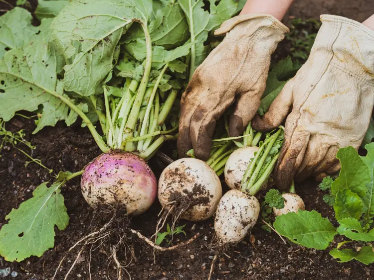 quelles graines psemer en septembre au potager 