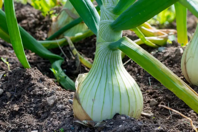 quels légumes planter en août septembre dolores 