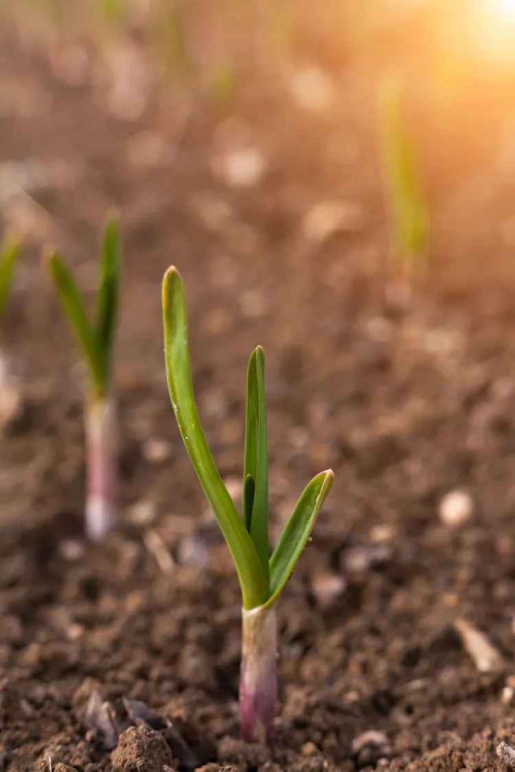 quels légumes planter en août