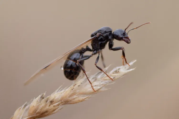 qui sont les fourmis volantes