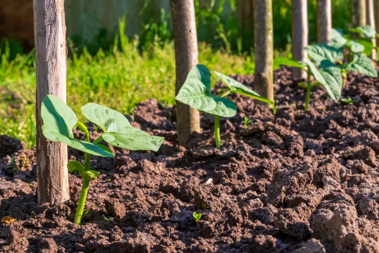 semer des haricots en août lesquels choisir variétés 