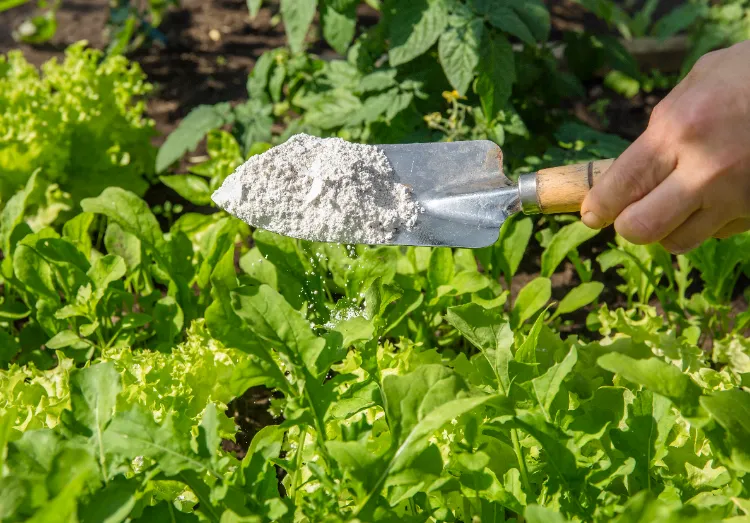 terre de diatomée sur les tomates