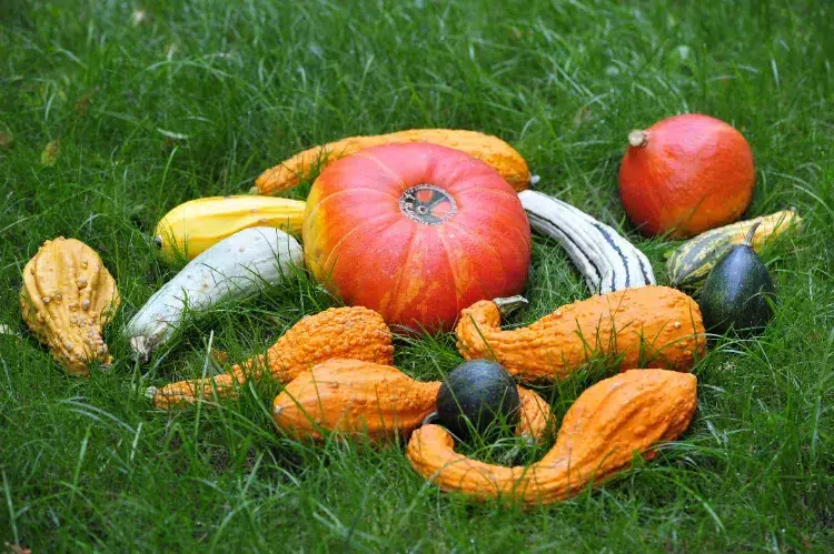 variétés de courges 2024