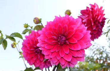 variétés de dahlias à planter en août