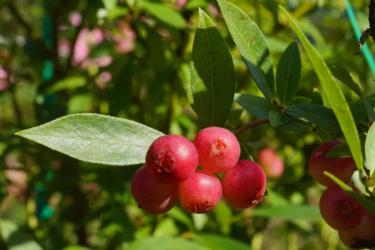 variétés de myrtilles 2024