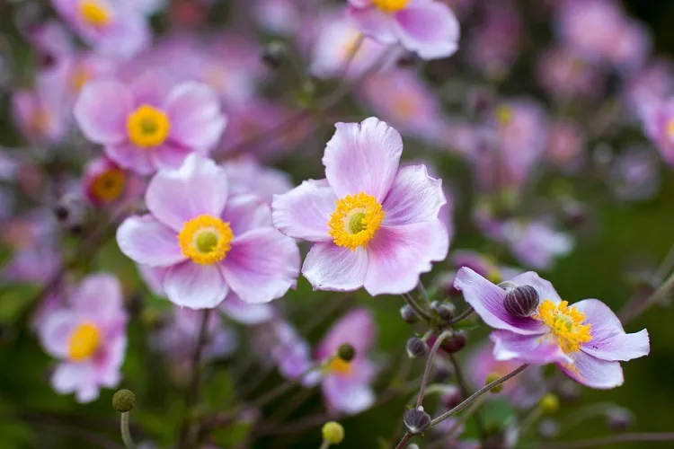 anémones du japon fleur d'automne