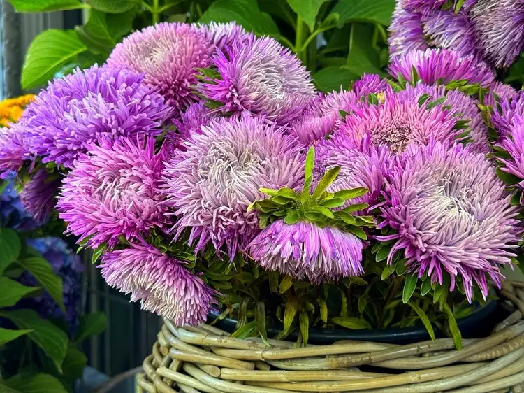 aster violette à floraison prolongée