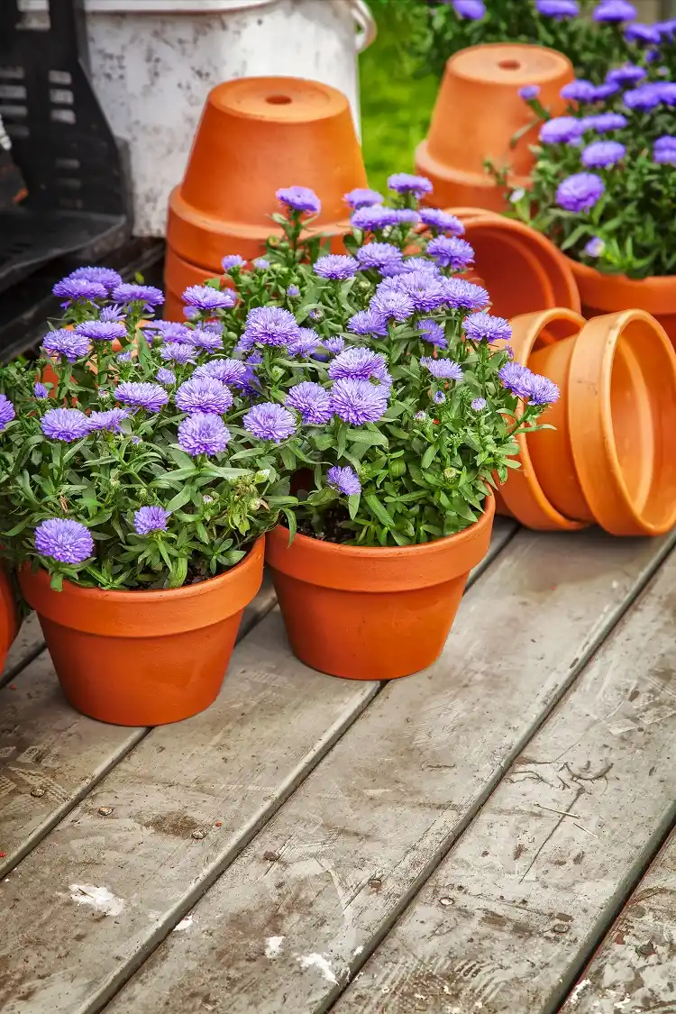 asters en pot une fleur idéale pour la décoration du balcon