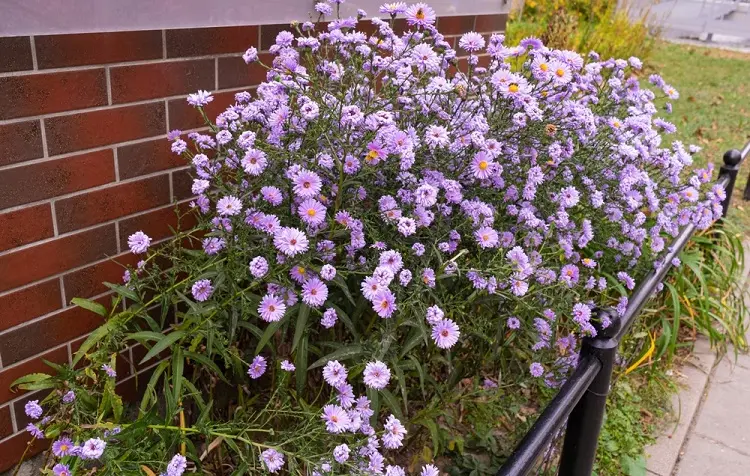 asters violettes près d'un mur extérieur