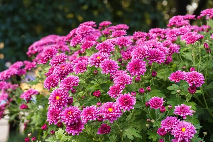 chrysanthèmes violettes dans le jardin