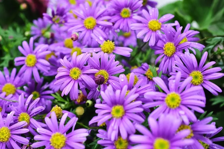 comment faire refleurir les asters en automne