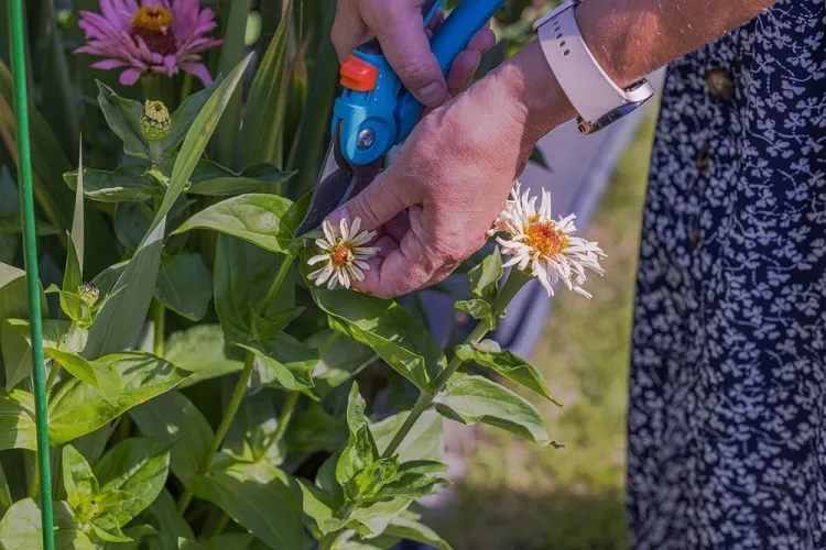 coupez les tiges des fleurs fanées