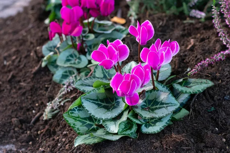 cyclamens de naples