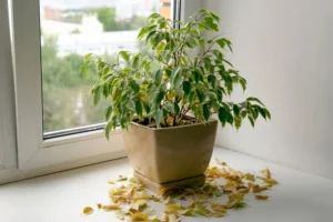 flétrissement des plantes les croyances surprenantes qui expliquent ce phénomène
