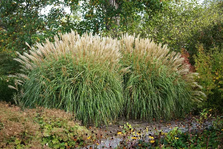 haie de miscanthus 2024