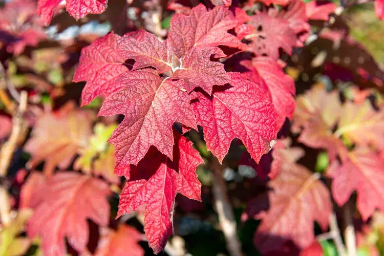 Fleurs de couleur bordeaux en automne,fleurs couleur bordeaux automne