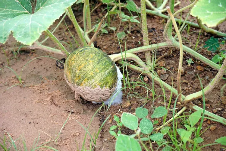 pourquoi les potirons pourrissent ils sur la plante